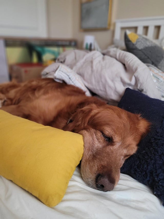 15 Things Only Golden Retriever Owners Will Understand 10