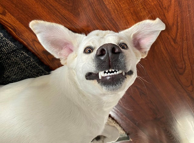 15 Things Only Labrador Owners Will Understand 10