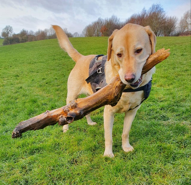 15 Realities That New Labrador Owners Must Accept 10