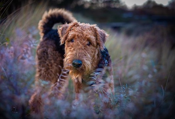 15 Pictures That Prove Airedale Terriers Are Perfect Weirdos 10