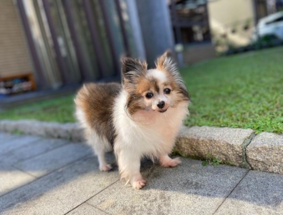 15 Pictures That Prove Papillons Are Perfect Weirdos 10