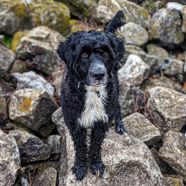 15 Pictures That Prove Portuguese Water Dogs Are Perfect Weirdos 10