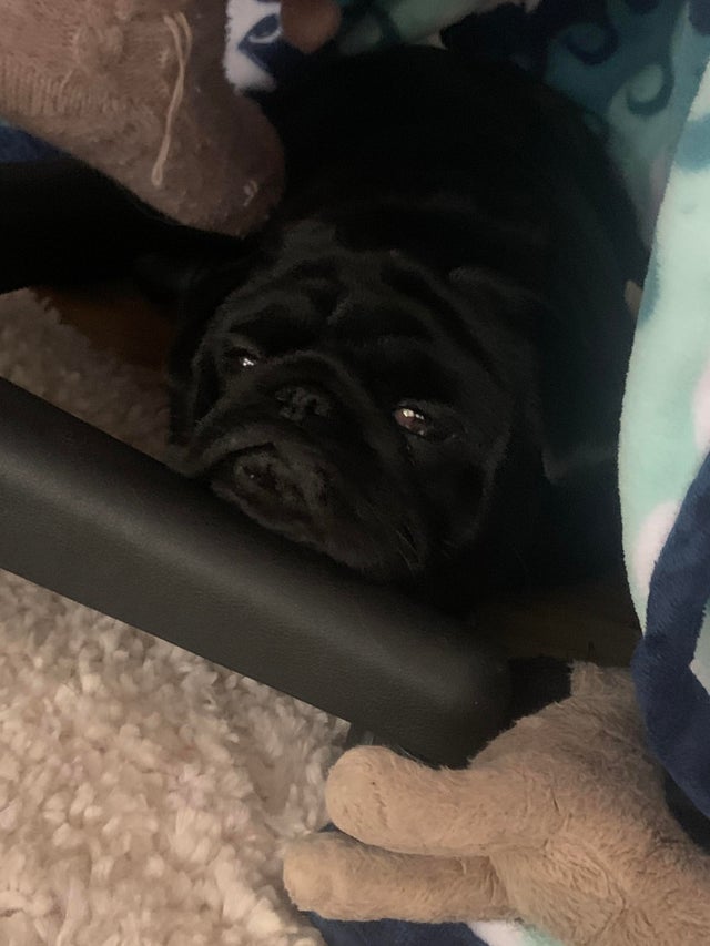 15 Realities That New Pug Owners Must Accept 10