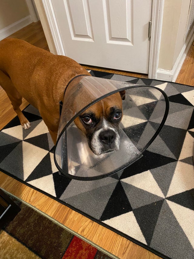 15 Things Only Boxer Owners Will Understand 10