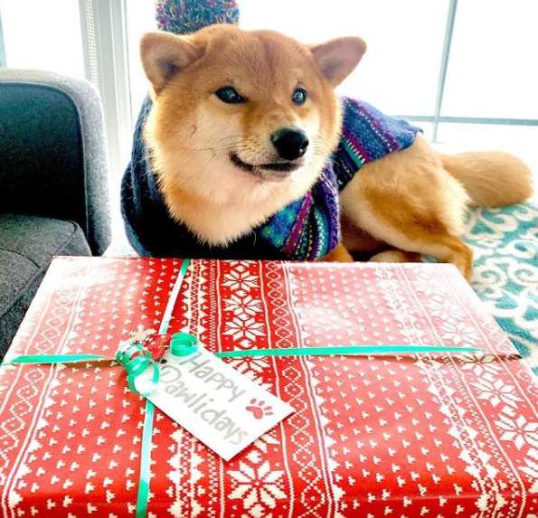 15 Pictures That Prove Shiba Inu Are Perfect Weirdos 10
