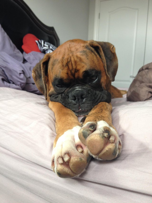 15 Realities That New Boxer Owners Must Accept 10