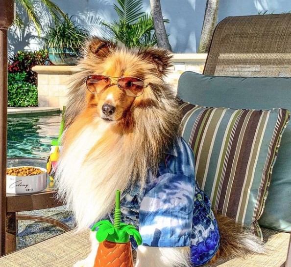 15 Pictures That Prove Collies Are Perfect Weirdos 10