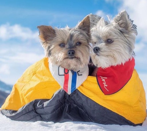 16 Pictures That Prove Yorkies Are Perfect Weirdos 10