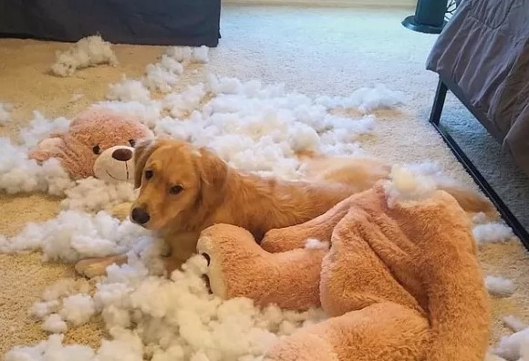 15 Pictures That Prove Golden Retrievers Are Perfect Weirdos 10
