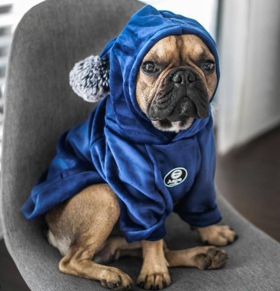 16 Pictures That Prove French Bulldogs Are Perfect Weirdos 5