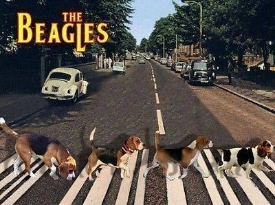 15 Funny Beagle Memes To Make Your Day 10