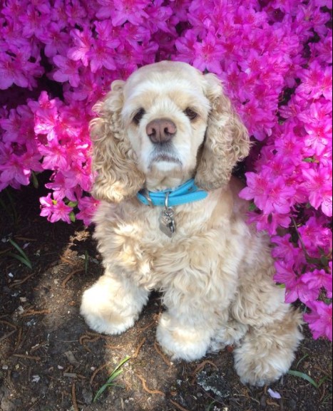 15 Pictures That Prove Cocker Spaniels Are Perfect Weirdos 11