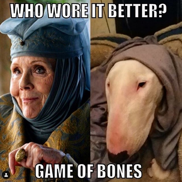 15 Funny Bull Terrier Memes To Make Your Day 10