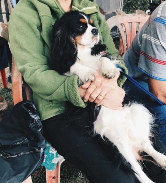 15 Pictures That Prove Cavalier King Charles Spaniels Are Perfect Weirdos 10