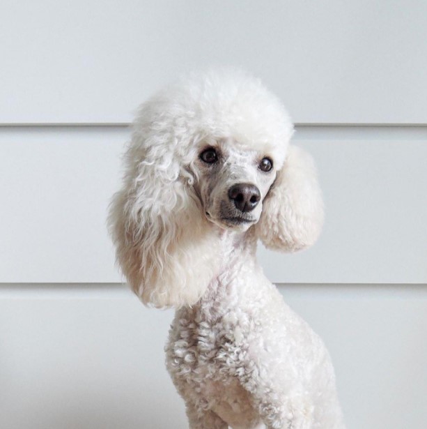 15 Pictures That Prove Poodles Are Perfect Weirdos 9