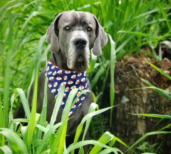 15 Pictures That Prove Great Danes Are Perfect Weirdos 10