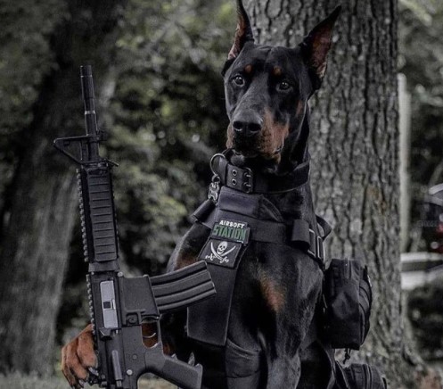 15 Pictures That Prove Doberman Pinschers Are Perfect Weirdos 10