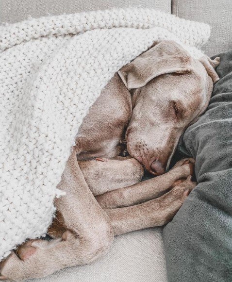 16 Pictures That Prove Weimaraners Are Perfect Weirdos 10