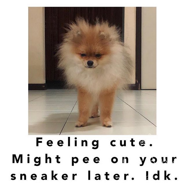 15 Funny Pomeranian Memes To Make Your Day 10