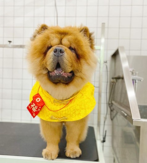 15 Pictures That Prove Chow Chows Are Perfect Weirdos 10