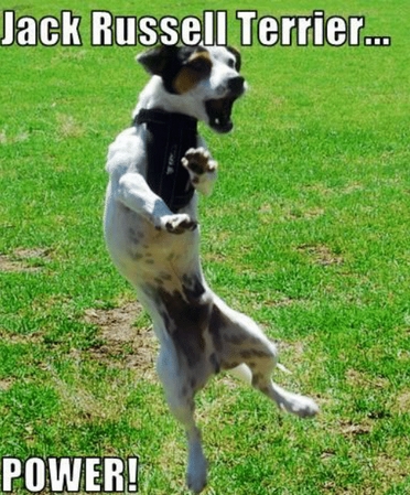 15 Funny Jack Russell Memes To Make Your Day 10