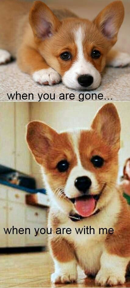 15 Funny Corgi Memes To Make Your Day 7