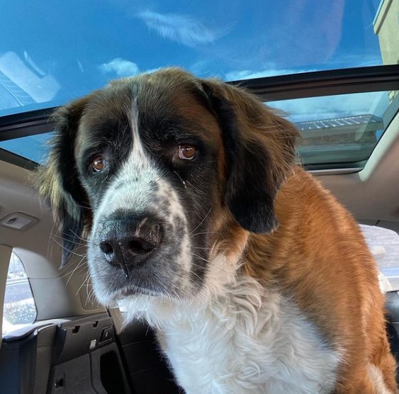 15 Pictures That Prove St Bernards Are Perfect Weirdos 10