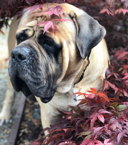 15 Pictures That Prove English Mastiffs Are Perfect Weirdos 10