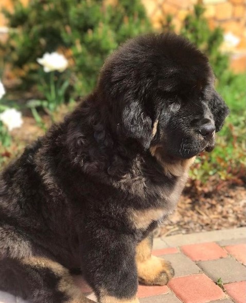 15 Pictures That Prove Tibetan Mastiffs Are Perfect Weirdos 10