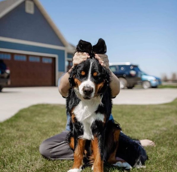 15 Pictures That Prove Bernese Mountain Dogs Are Perfect Weirdos 9