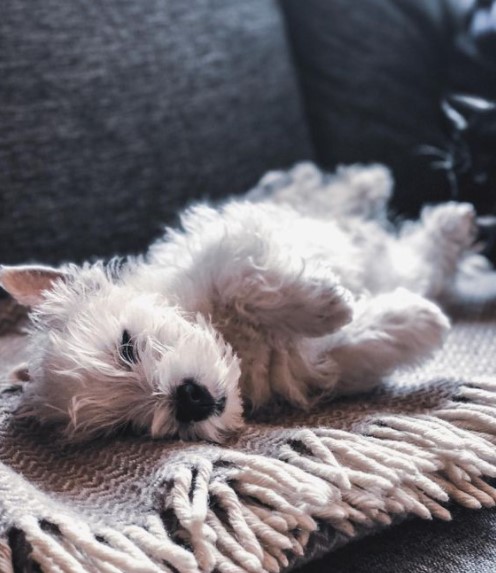 15 Pictures That Prove Schnauzers Are Perfect Weirdos 10