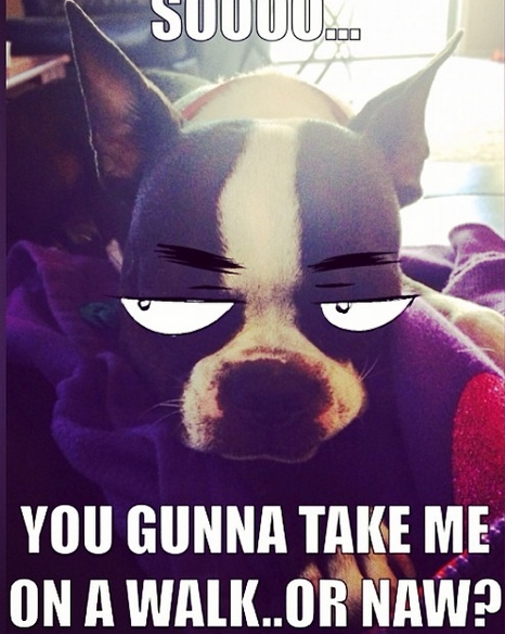 15 Funny Boston Terrier Memes To Make Your Day 10
