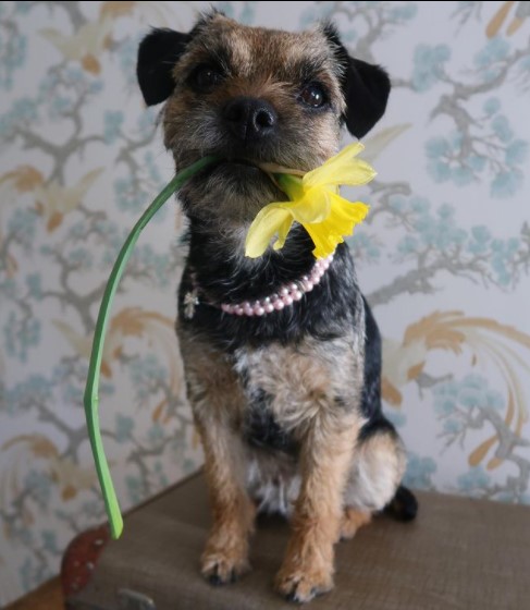 15 Pictures That Prove Border Terriers Are Perfect Weirdos 10 15 Pictures That Prove Border Terriers Are Perfect Weirdos 10