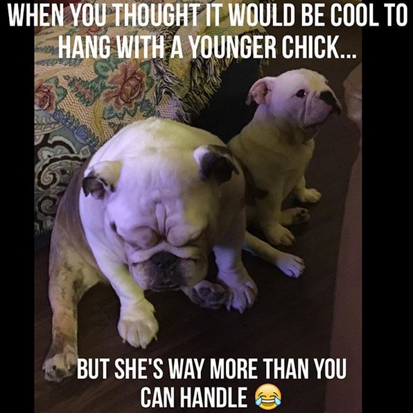 15 Funny English Bulldog Memes To Make Your Day 10