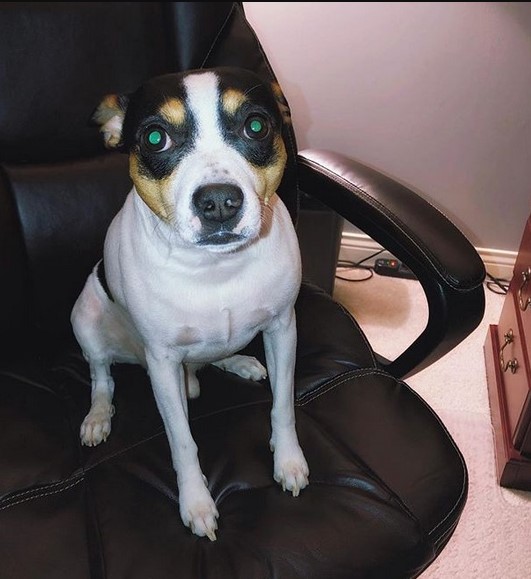 15 Pictures That Prove Rat Terriers Are Perfect Weirdos 10