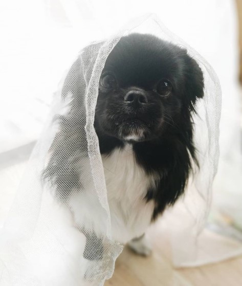 16 Pictures That Prove Tibetan Spaniels Are Perfect Weirdos 10