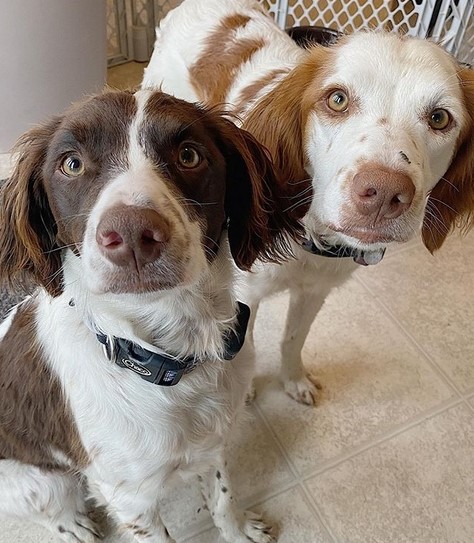 15 Pictures That Prove Brittany Spaniels Are Perfect Weirdos 10