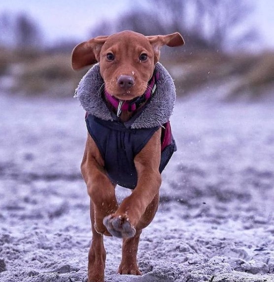 16 Pictures That Prove Vizslas Are Perfect Weirdos 10