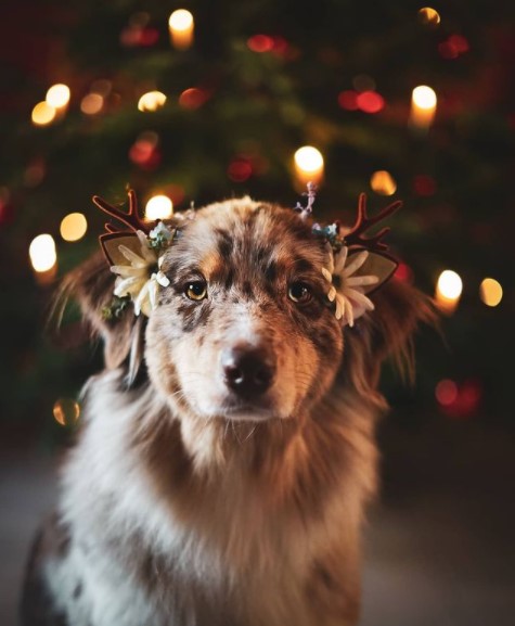 15 Pictures That Prove Australian Shepherds Are Perfect Weirdos 10