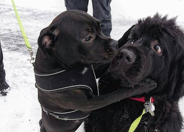15 Pictures That Prove Newfoundlands Are Perfect Weirdos 10