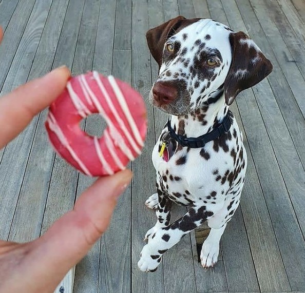 15 Pictures That Prove Dalmatians Are Perfect Weirdos 10