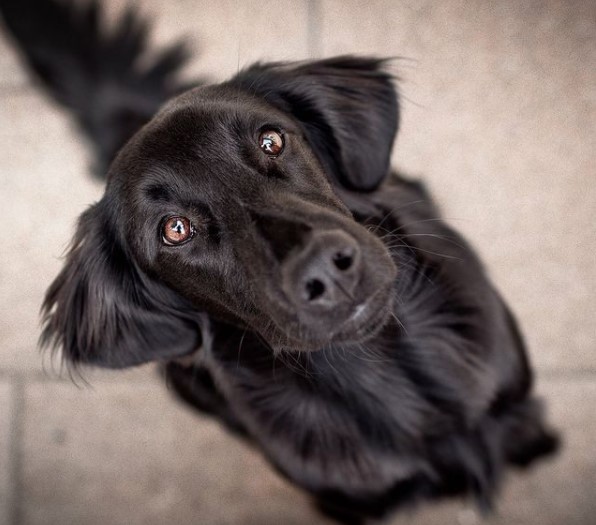 15 Pictures That Prove Flat-Coated Retrievers Are Perfect Weirdos 10