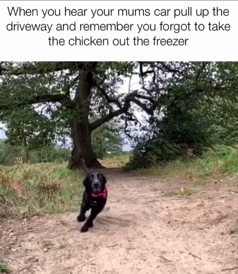 15 Funny Cocker Spaniel Memes To Make Your Day 10