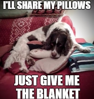 15 Funny Springer Spaniel Memes To Make Your Day 10
