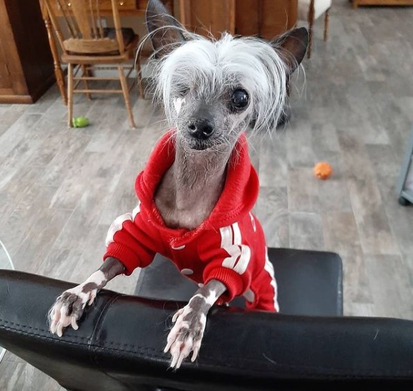 15 Pictures That Prove Chinese Crested Dogs Are Perfect Weirdos 10