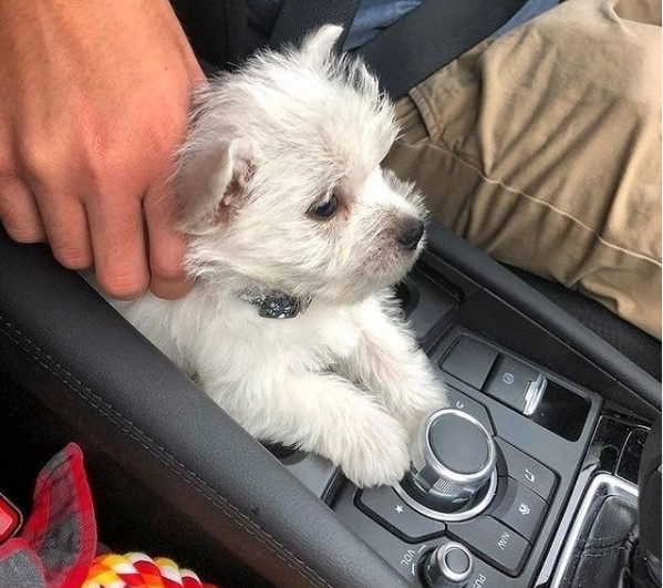 16 Pictures That Prove West Highland White Terriers Are Perfect Weirdos 10