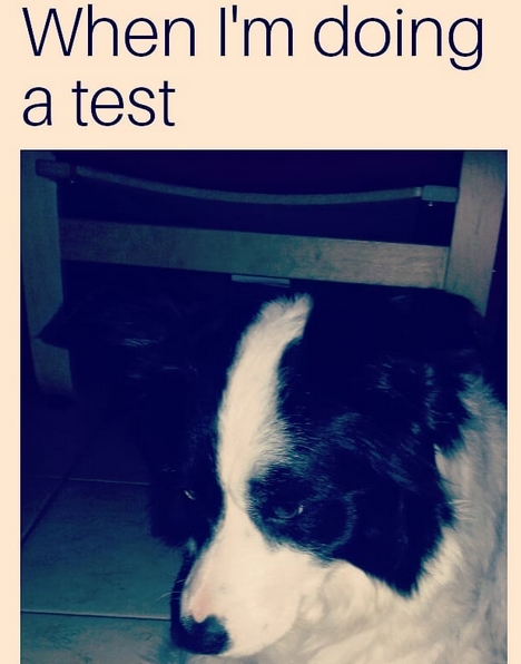 15 Funny Border Collie Memes To Make Your Day 10