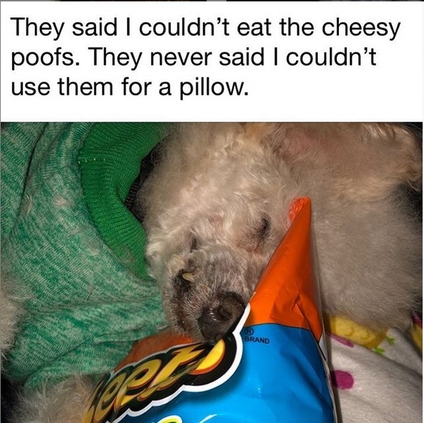 15 Funny Poodle Memes To Make Your Day 10