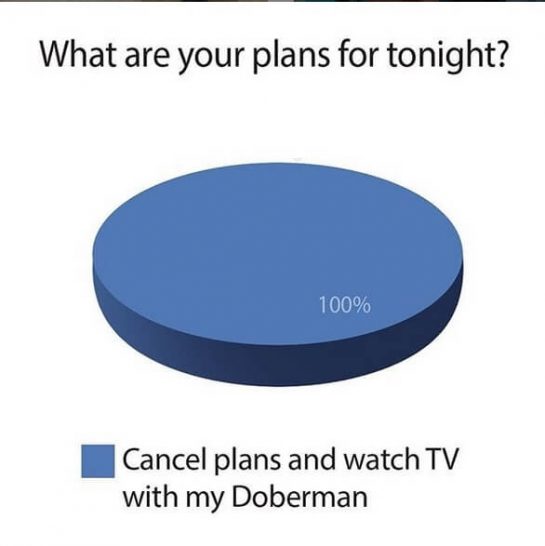 15 Funny Doberman Pinscher Memes To Make Your Day 10