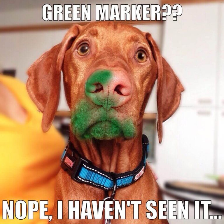 15 Funny Vizsla Memes To Make Your Day 10